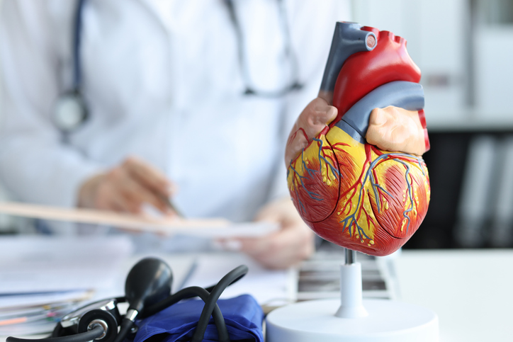  Artificial plastic model of human heart standing against background of cardiologist closeup 